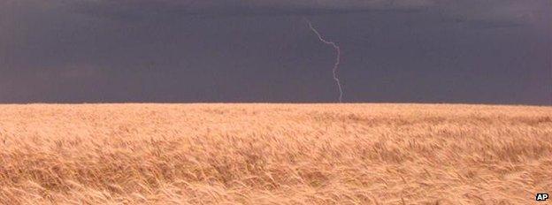 Wheat field (Image: AP)