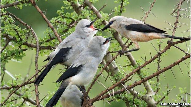 Ethiopian bush crow