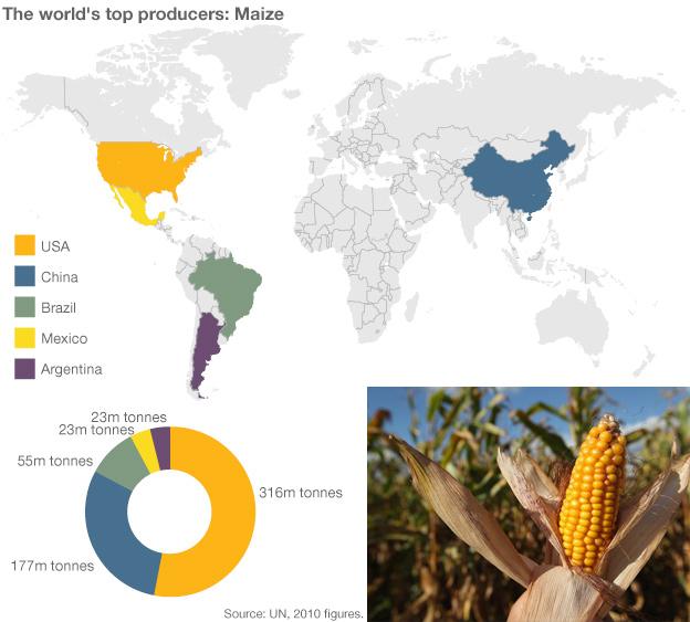 Infographic showing maize production
