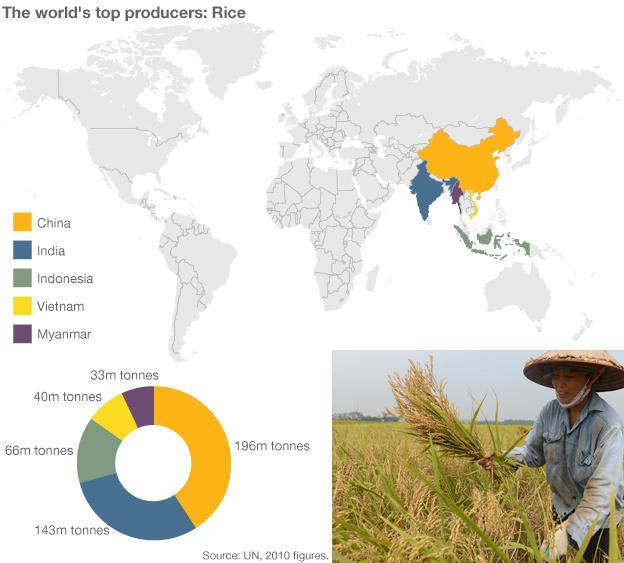 Infographic showing rice production