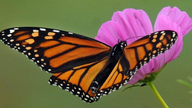 A monarch butterfly on a flower