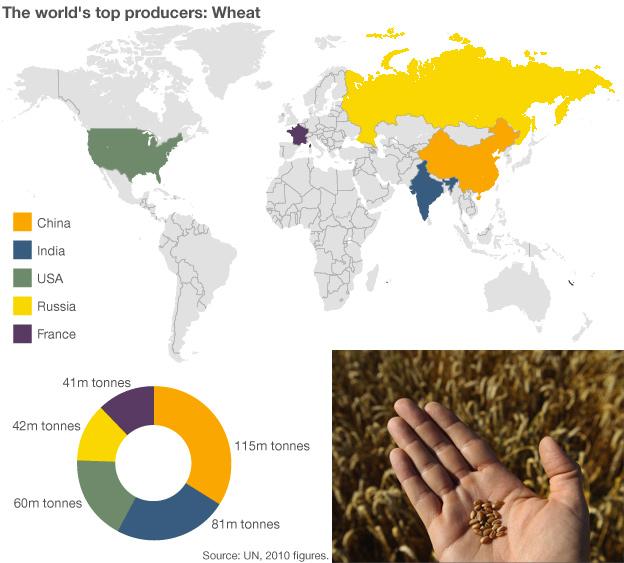 Infographic showing wheat production