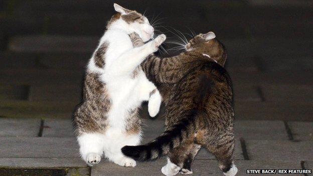 Cat fight