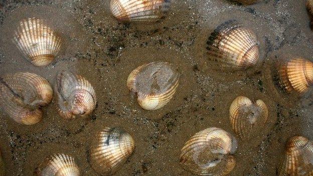 Cockles