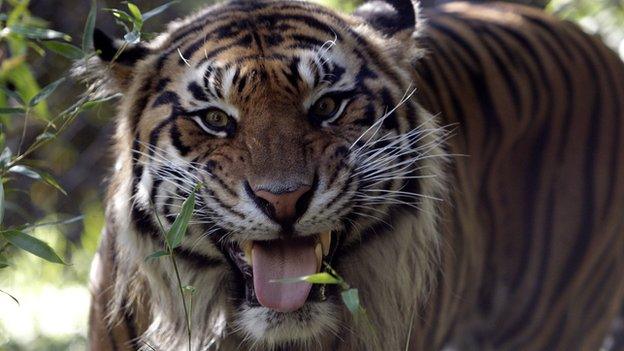 Sumatran tiger