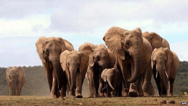 Elephants pictured in a park in South Africa (Archive shot - November 2009)