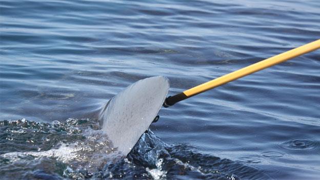 Collecting slime from the fin of a basking shark