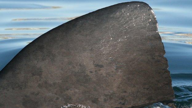 Basking shark fin