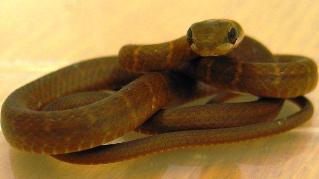 Snake rescued at Glasgow Airport