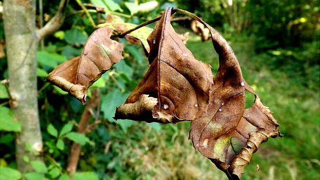 A leaf infected with the deadly fungus