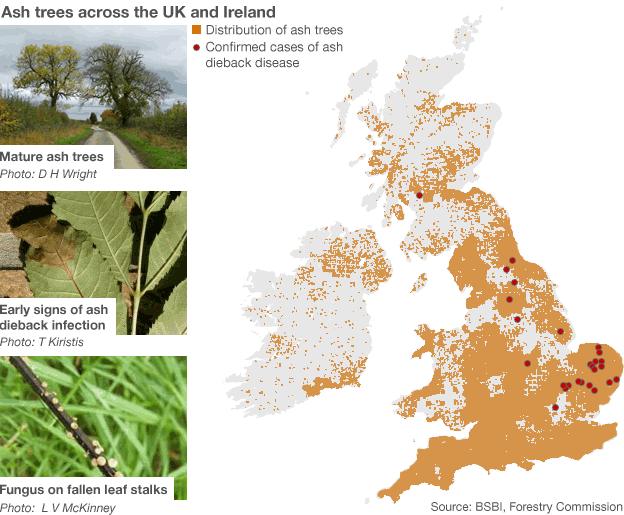 Distribution of ash trees across the UK and Ireland and the sites of confirmed cases of as dieback disease