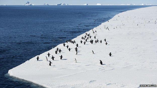 Penguins in Antarctica