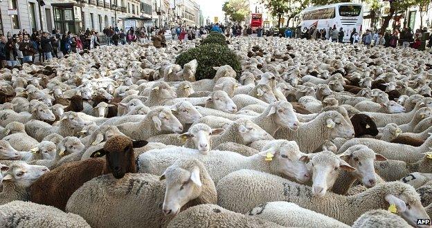 Sheep in Madrid