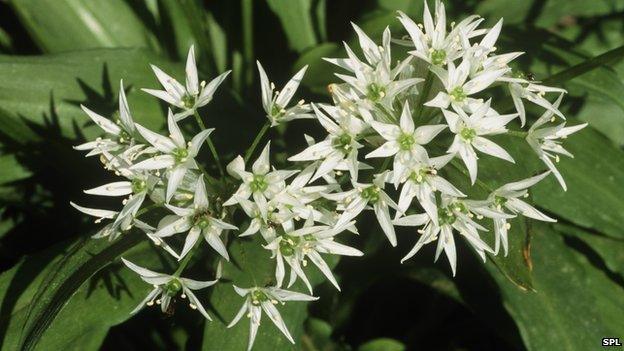 Wild garlic