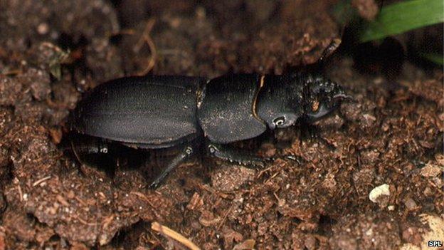 Lesser stag beetle