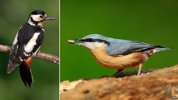 Woodpecker and nuthatch