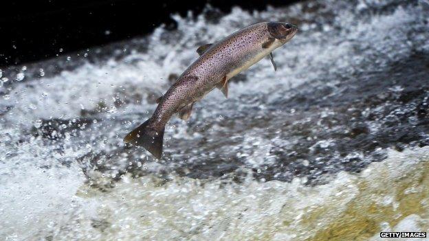 Salmon