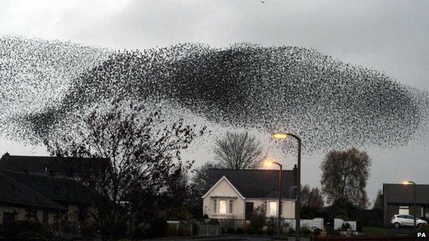 Starlings flocking in the sky.