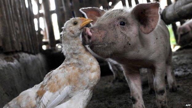 pigs could be a natural host