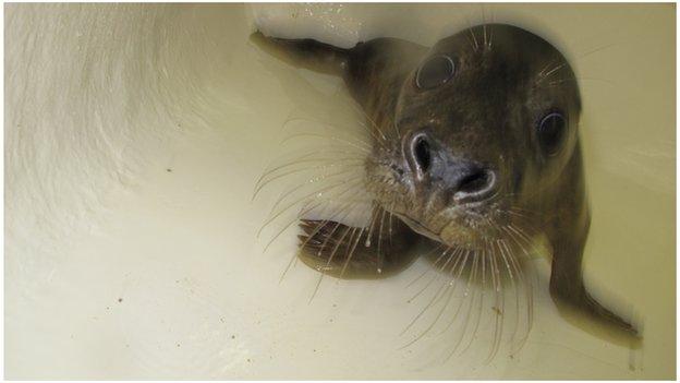 X-factor seals at the MSPCA