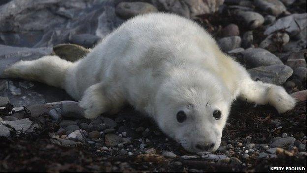 Seal - Kerry Fround