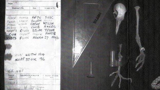 WWII pigeon message still a mystery