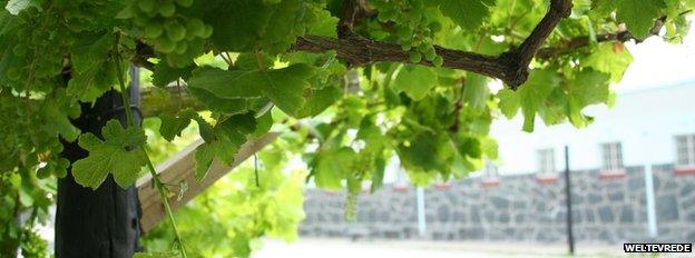 Vines in front of Nelson Mandela's former cell