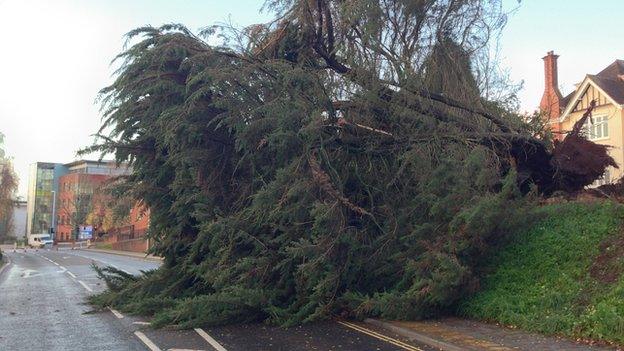 The tree that killed the woman in Exeter