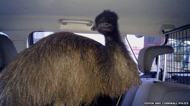 Emu in police car