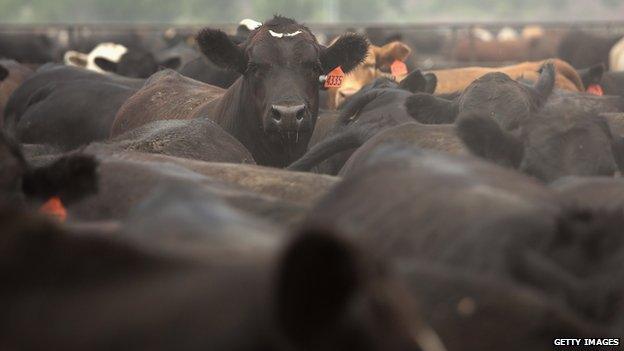 Cattle in a feedlot in Colorado