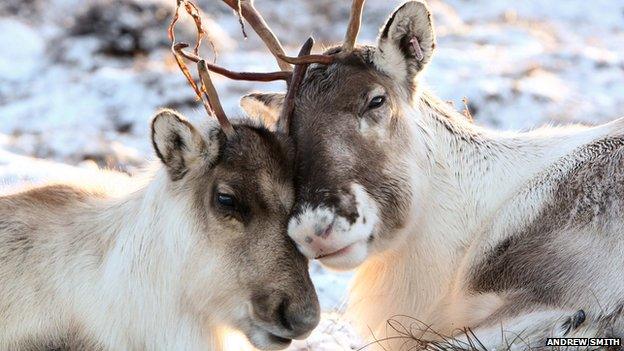 Reindeer in Cairngorms