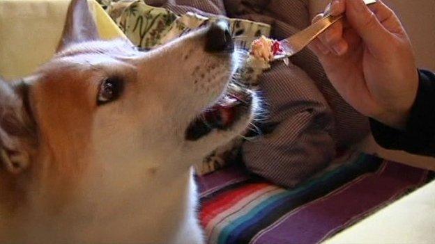 Dog eating cake