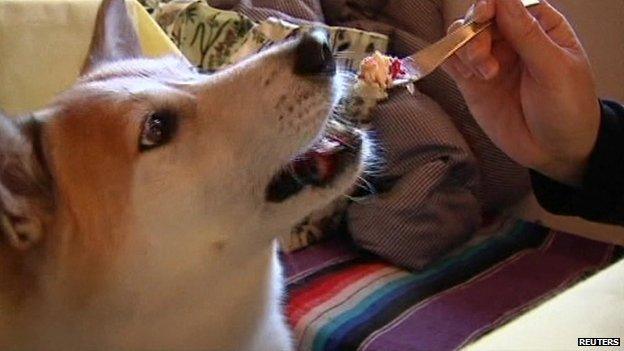 Dog eating cake