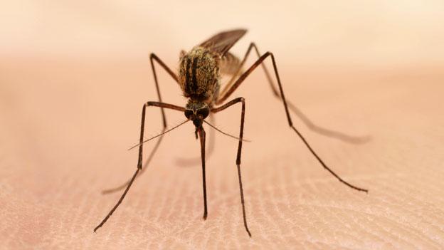 A mosquito on a hand