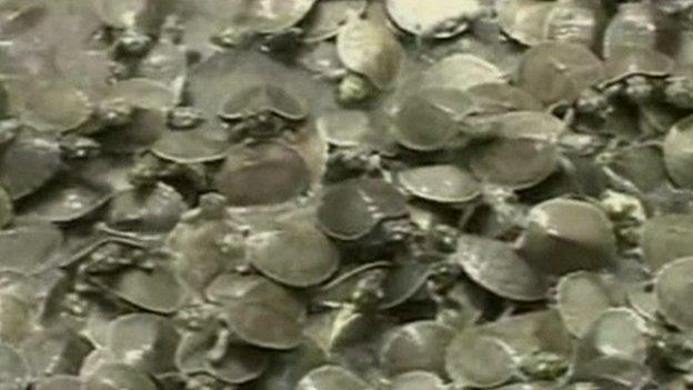 Baby turtles released into river in Bolivia.