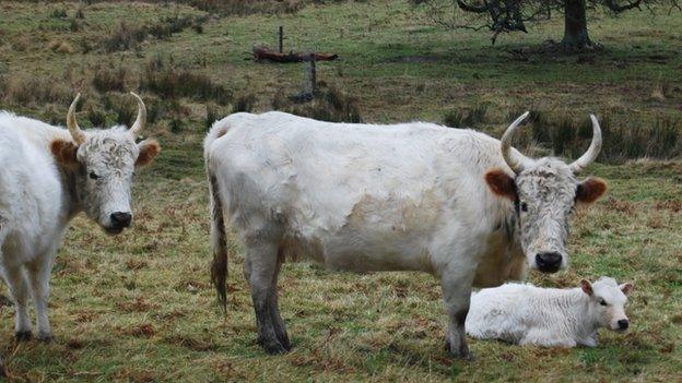 Chillingham Cattle