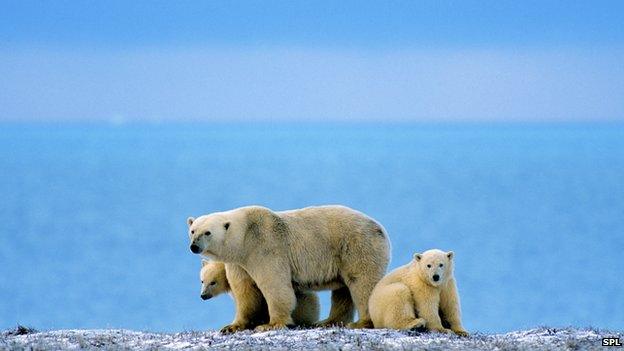 polar bears and water