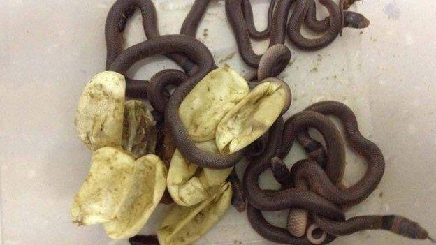 The newly-hatched snakes and their eggs