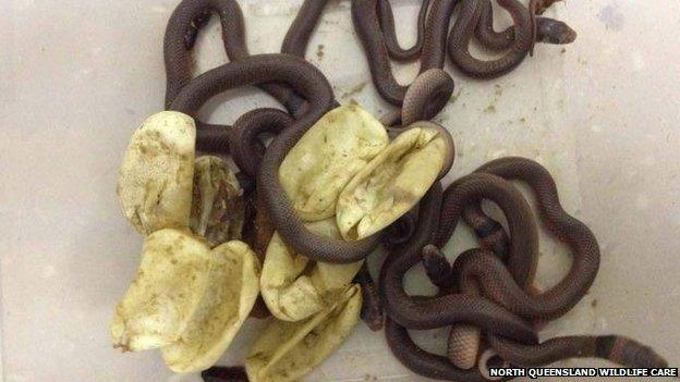 The newly-hatched snakes and their eggs