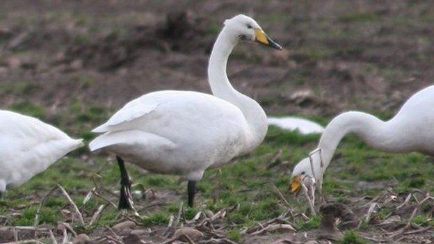 Whopper Swans