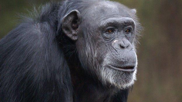 Chimp (c) Yerkes National Primate Research Center