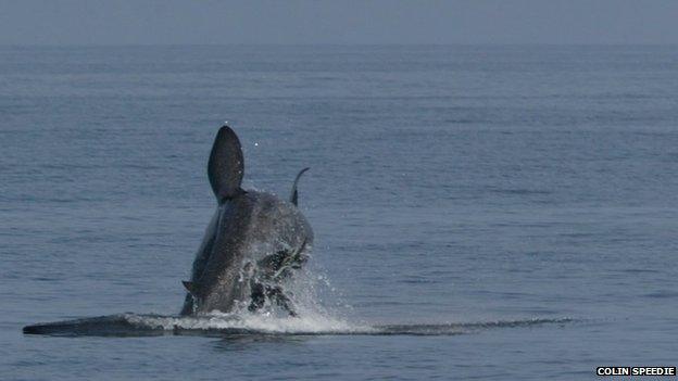 Basking shark breaching