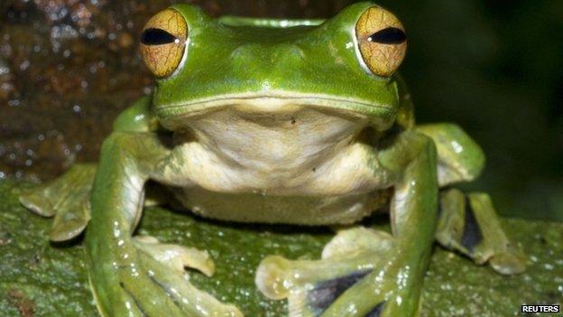 Flying Frog perches on a branch