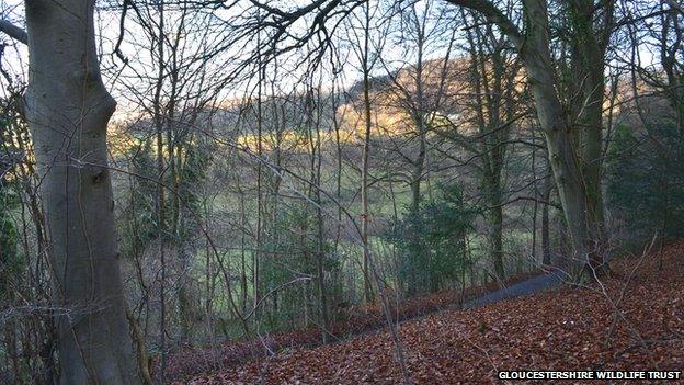 Trantershill Wood, in the Slad Valley