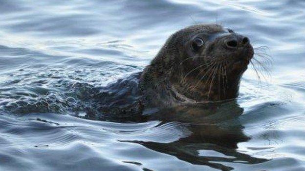 Seal returned to the wild - MSPCA