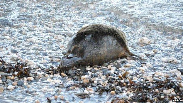 Seal returned to the wild - MSPCA