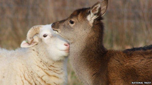 Sheep and red deer, Suffolk