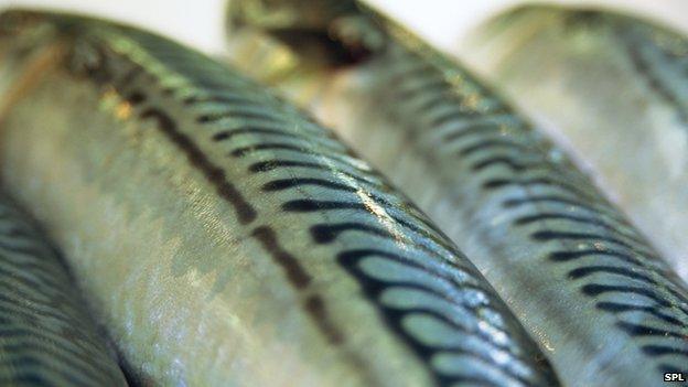 mackerel