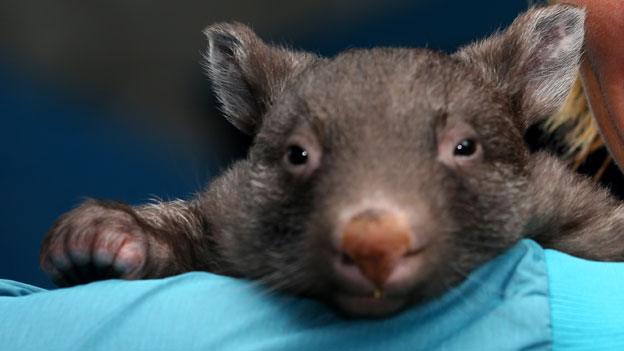 Baby wombat