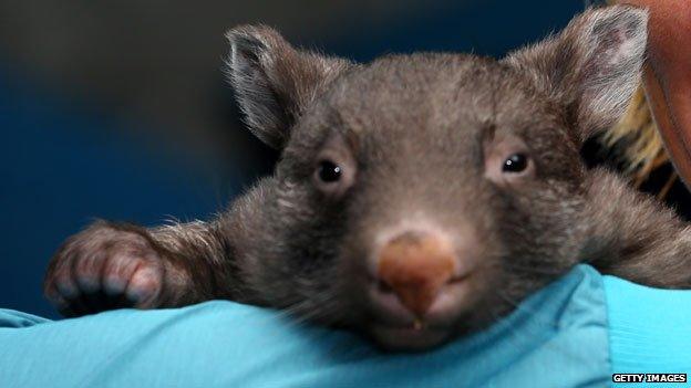 Baby wombat